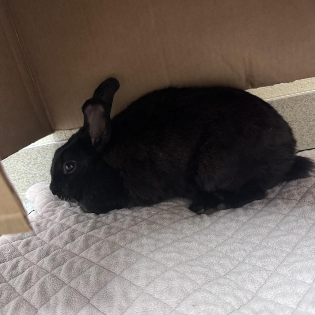 Athena, a Adoptable American in Brookfield, WI image 2/2