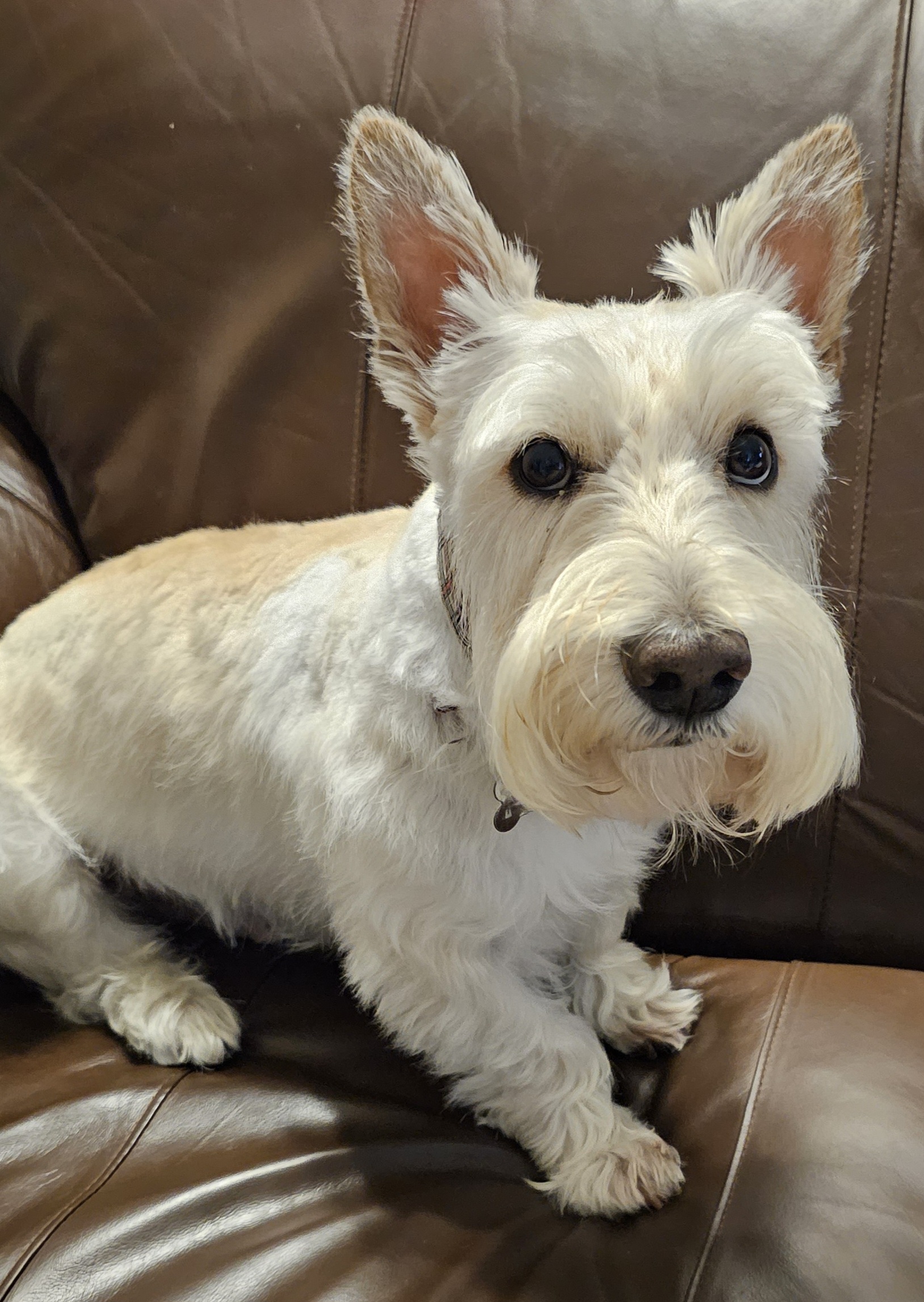 Finley, Adoptable, Adult Male Scottish Terrier.