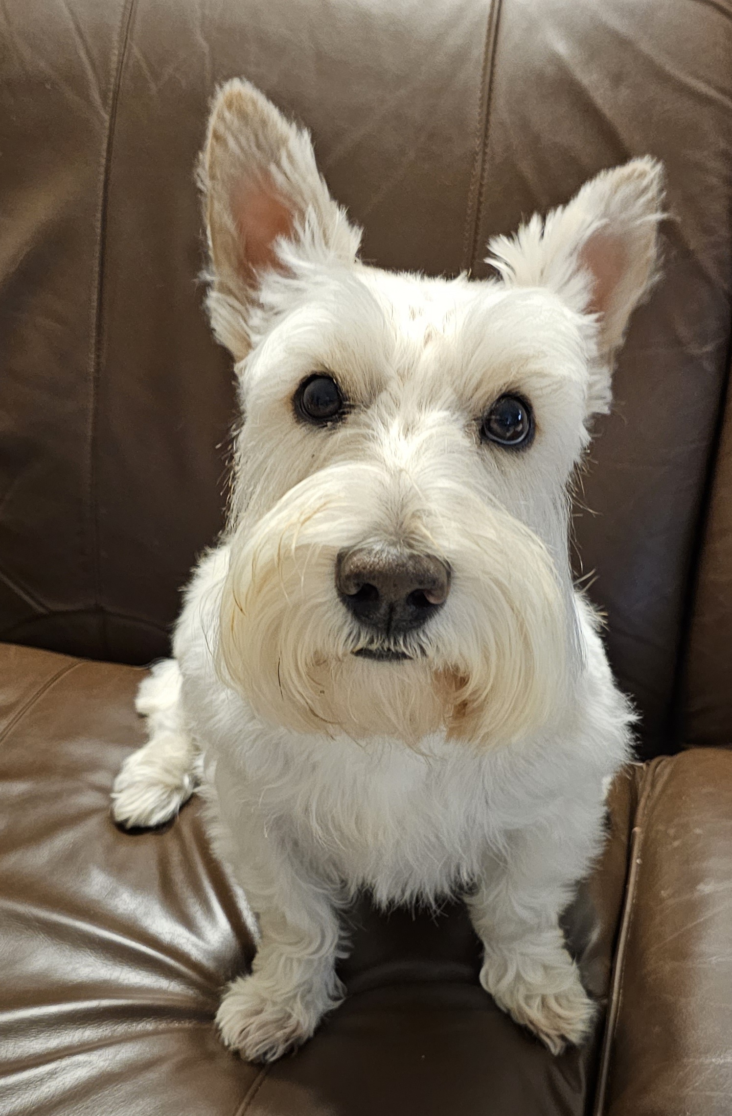 Enlarge Finley, a Adoptable Scottish Terrier in Dallas, TX image 2/3