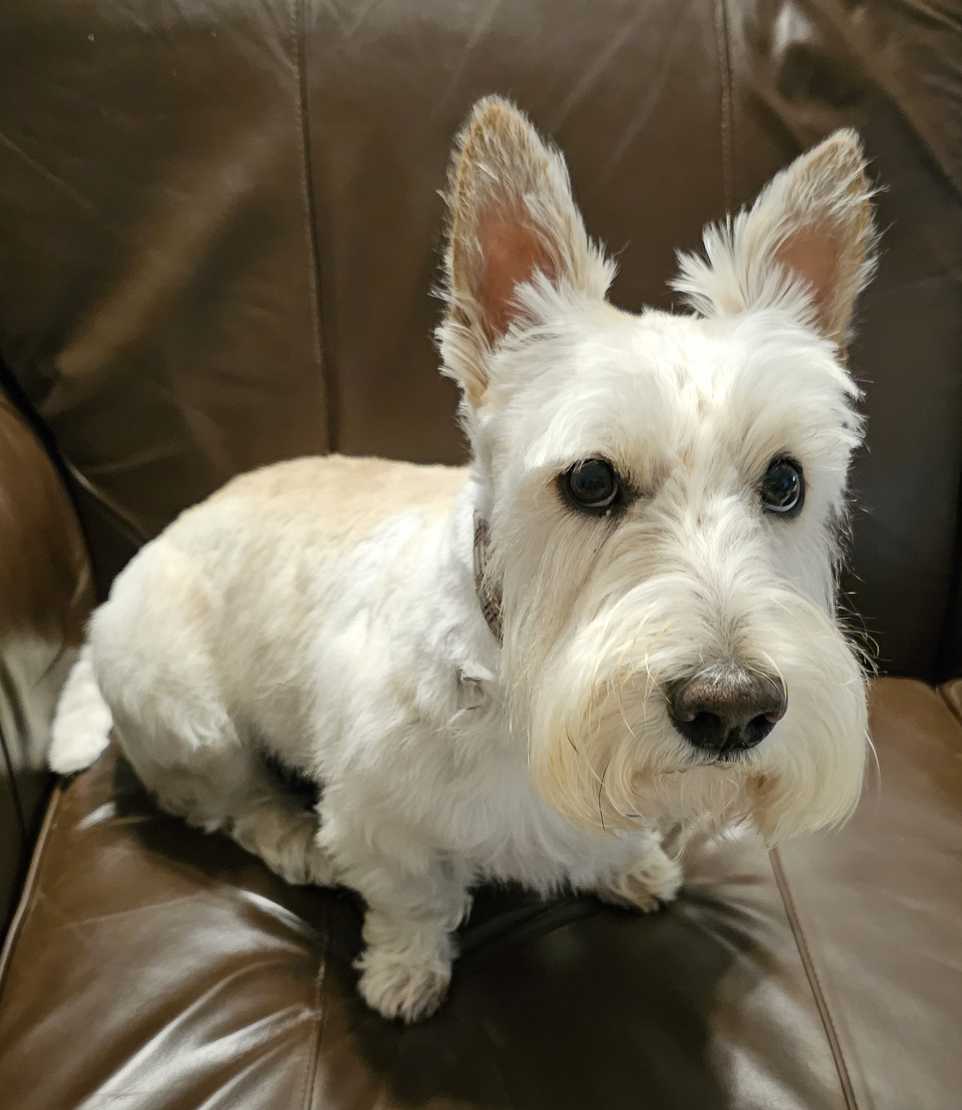 Enlarge Finley, a Adoptable Scottish Terrier in Dallas, TX image 3/3