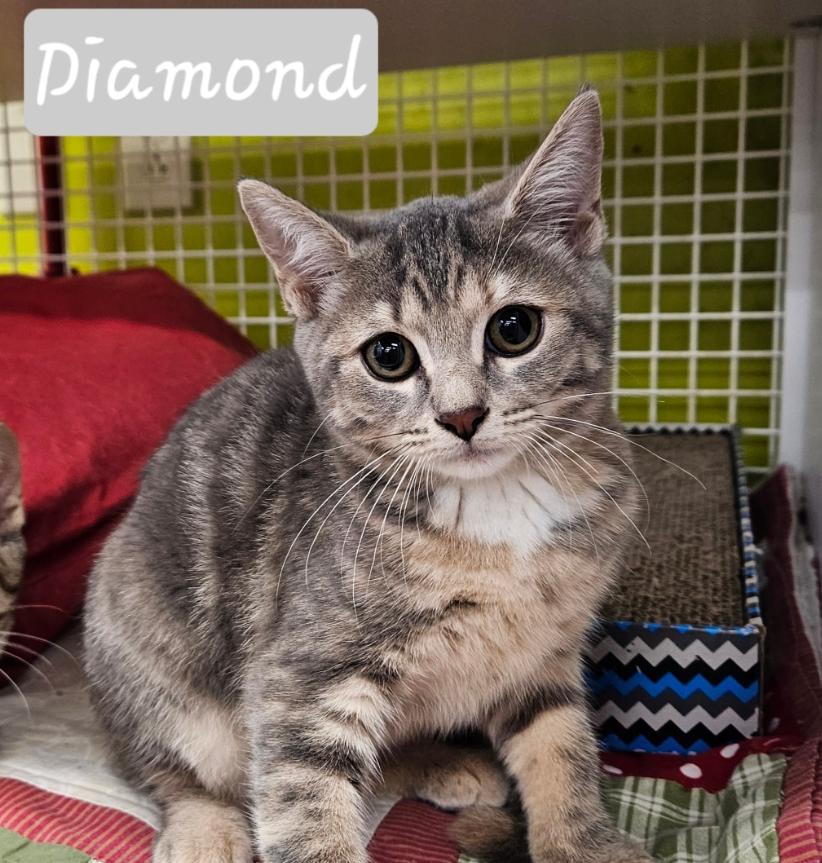 Enlarge Diamond, a Adopted Domestic Short Hair in Cherry Hill, NJ image 1/1