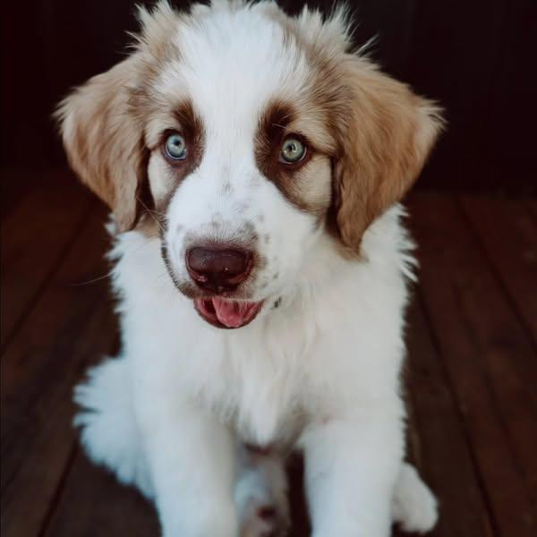 Enlarge Owyn, a Adopted mixed breed in Minden, ON image 1/5