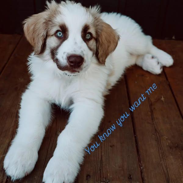 Enlarge Owyn, a Adopted mixed breed in Minden, ON image 2/5