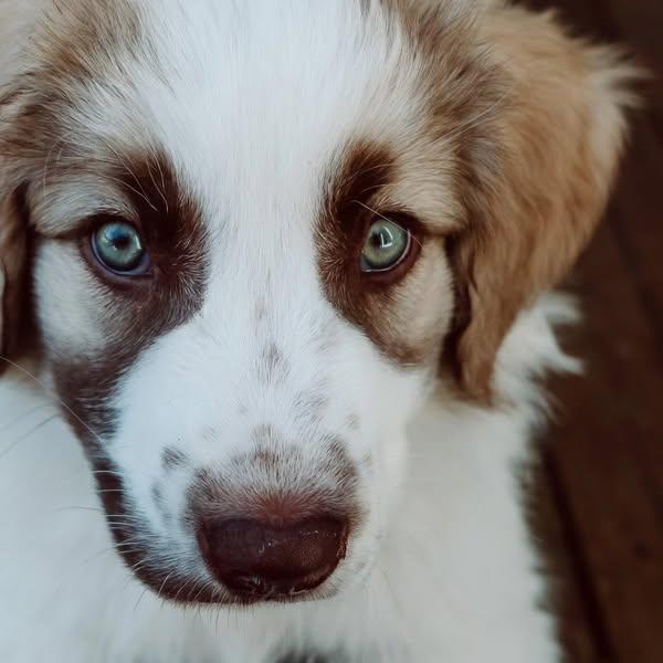 Enlarge Owyn, a Adopted mixed breed in Minden, ON image 3/5