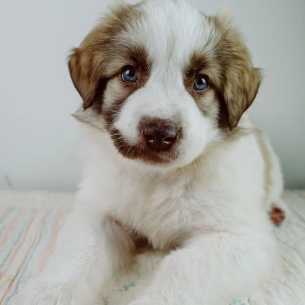 Enlarge Owyn, a Adopted mixed breed in Minden, ON image 4/5