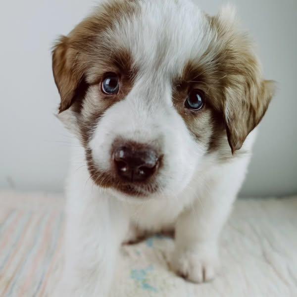 Enlarge Owyn, a Adopted mixed breed in Minden, ON image 5/5