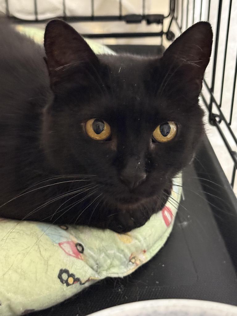 Olive, a Adoptable mixed breed in Ontario, OR image 1/2