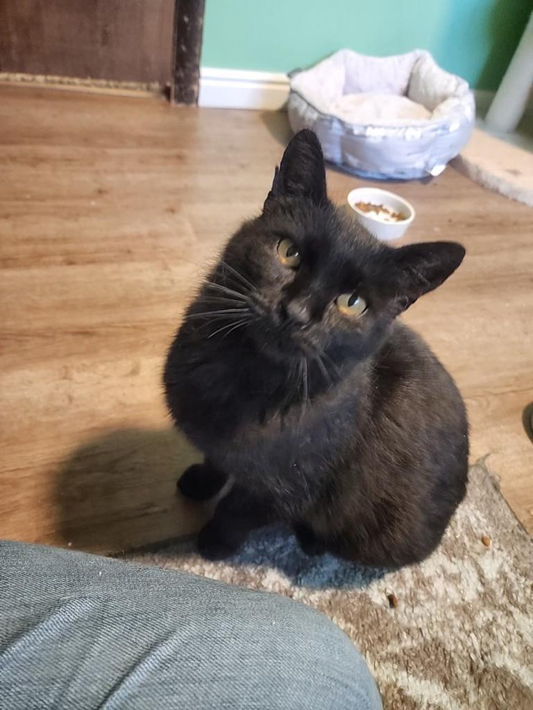 Olive, a Adoptable mixed breed in Ontario, OR image 2/2