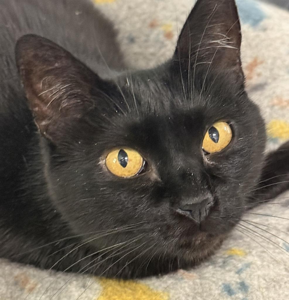 Olive, a Adoptable mixed breed in Ontario, OR image 3/3