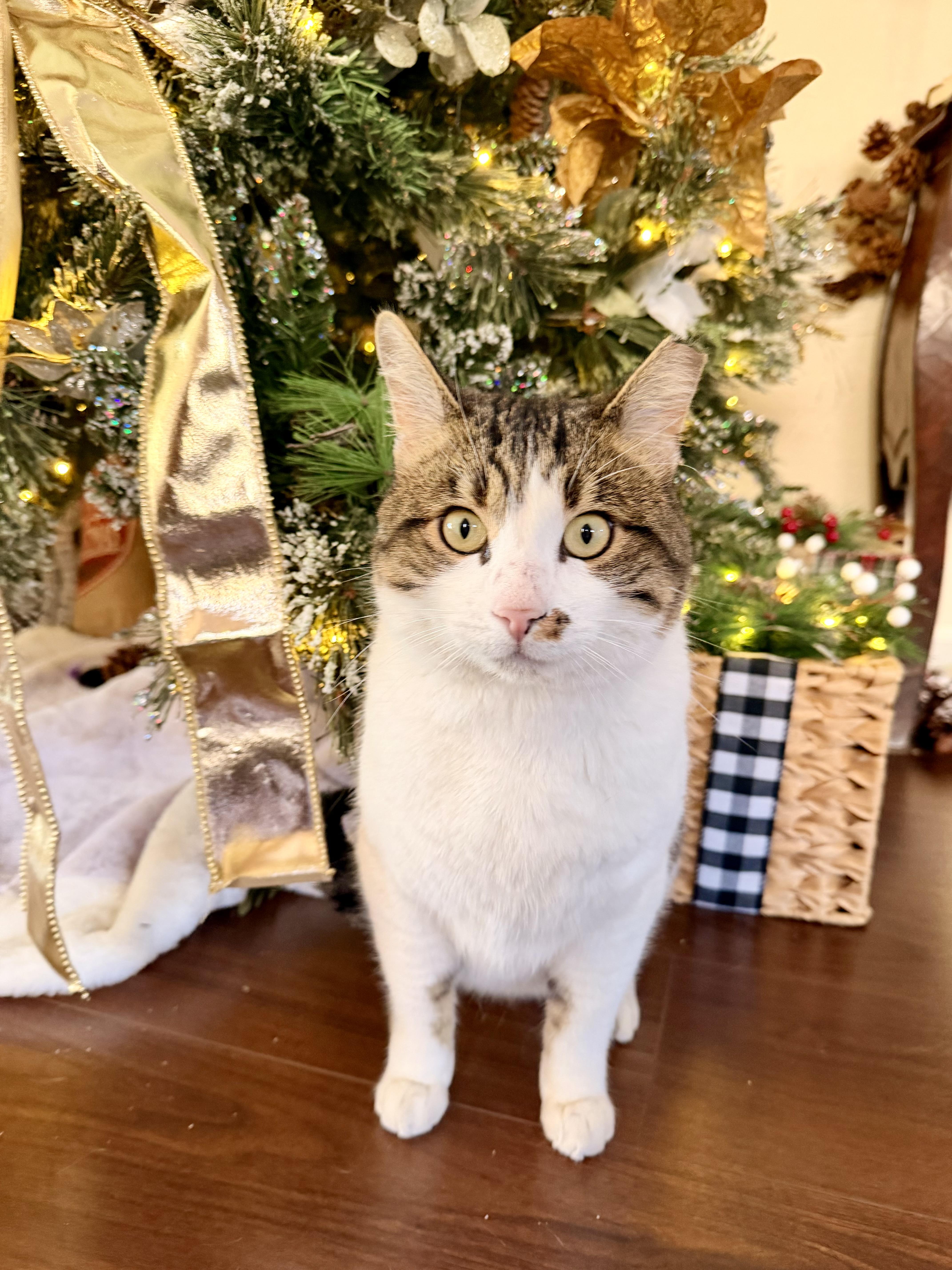 Luca, Adoptable, Young Male Domestic Short Hair & Tabby.