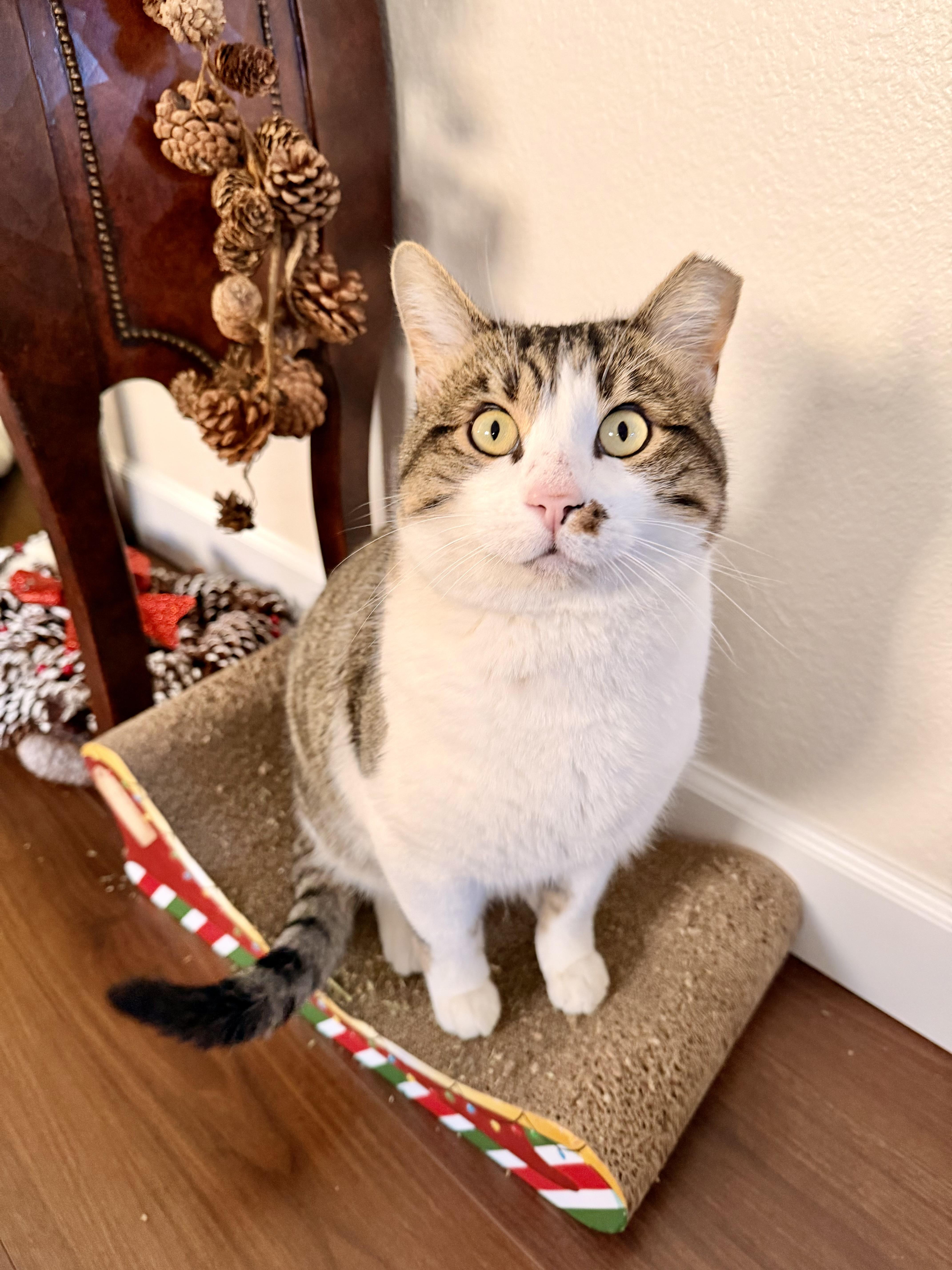 Enlarge Luca, a Adoptable mixed breed in Phoenix, AZ image 2/6