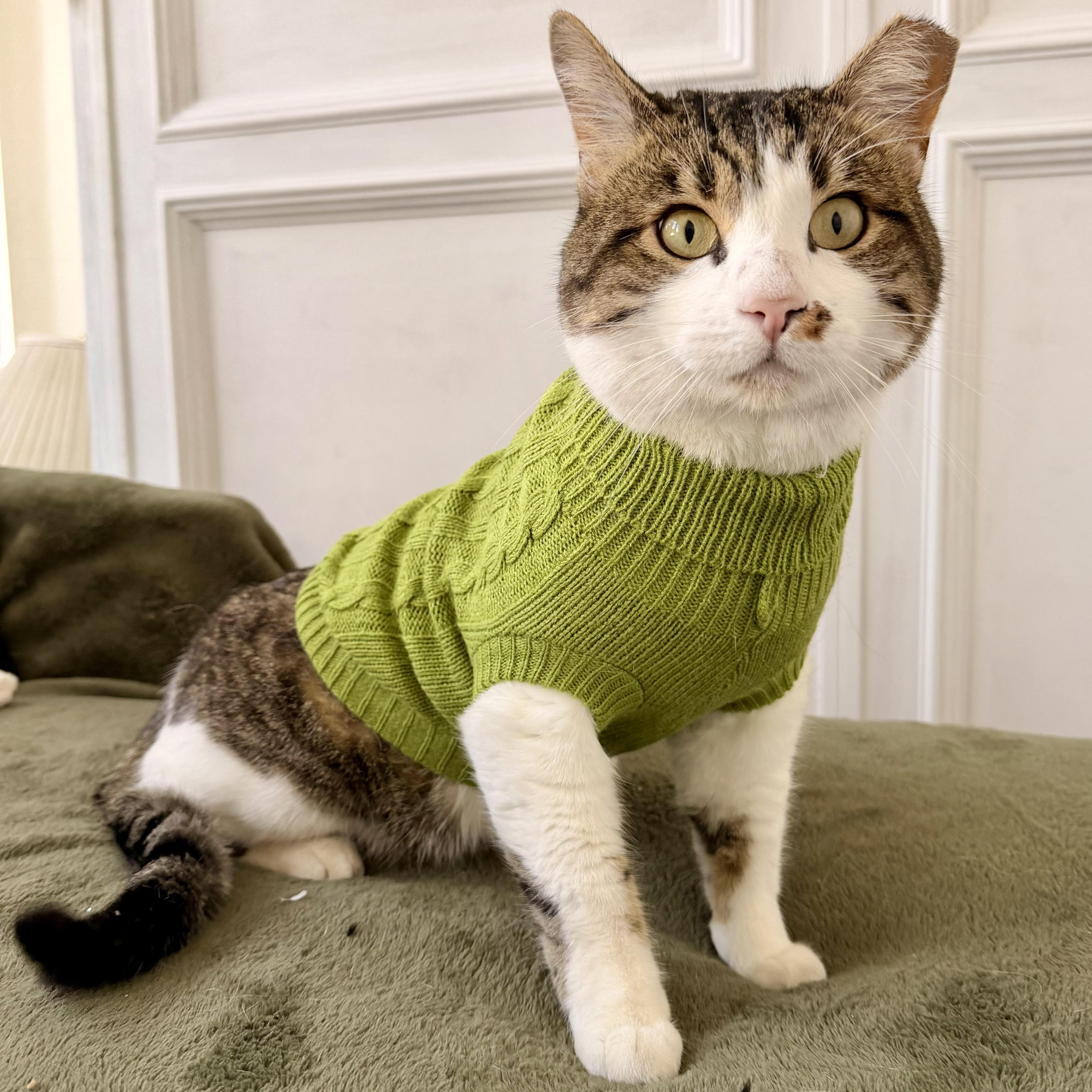 Enlarge Luca, a Adoptable mixed breed in Phoenix, AZ image 3/6