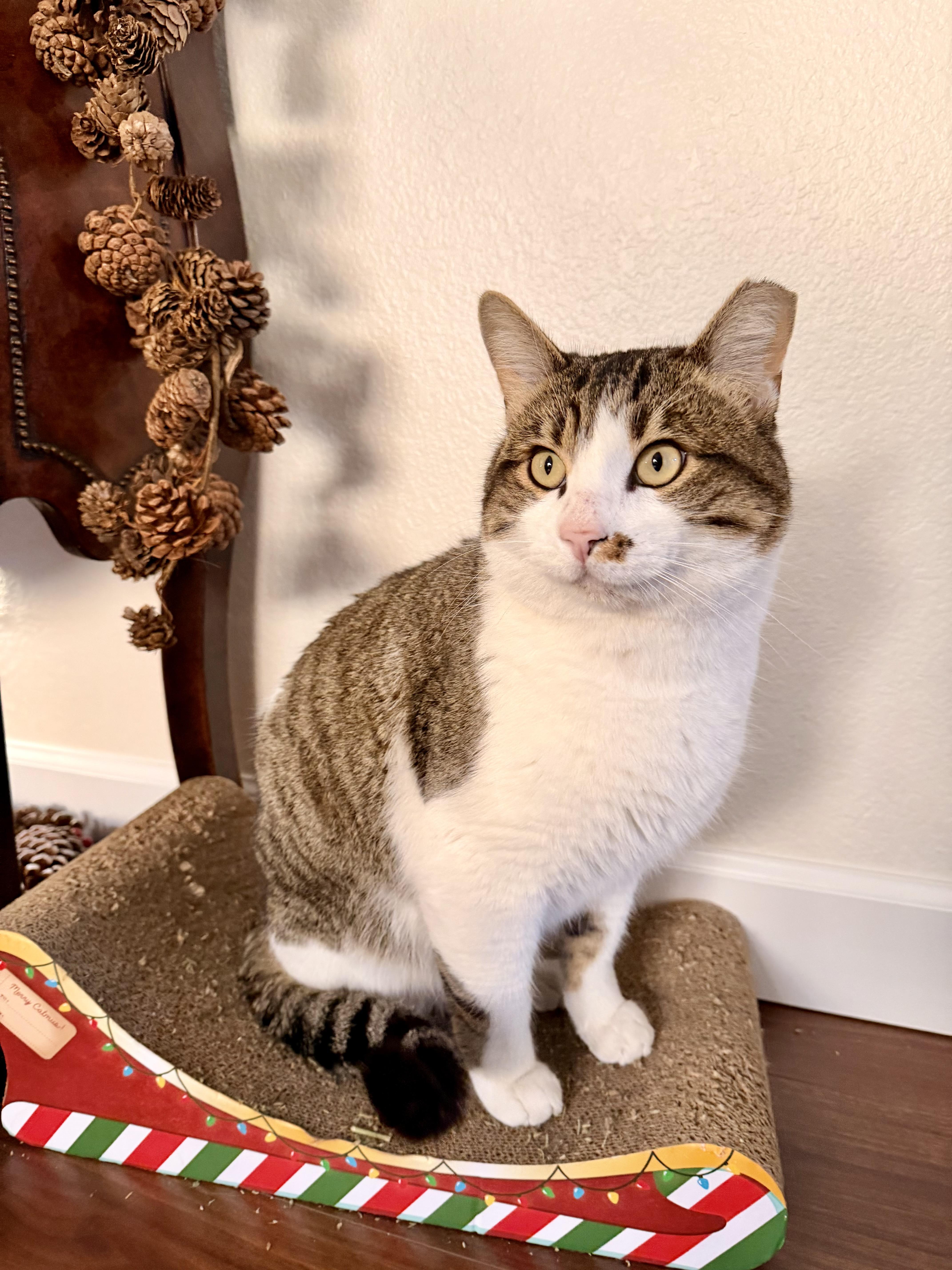 Enlarge Luca, a Adoptable mixed breed in Phoenix, AZ image 4/6