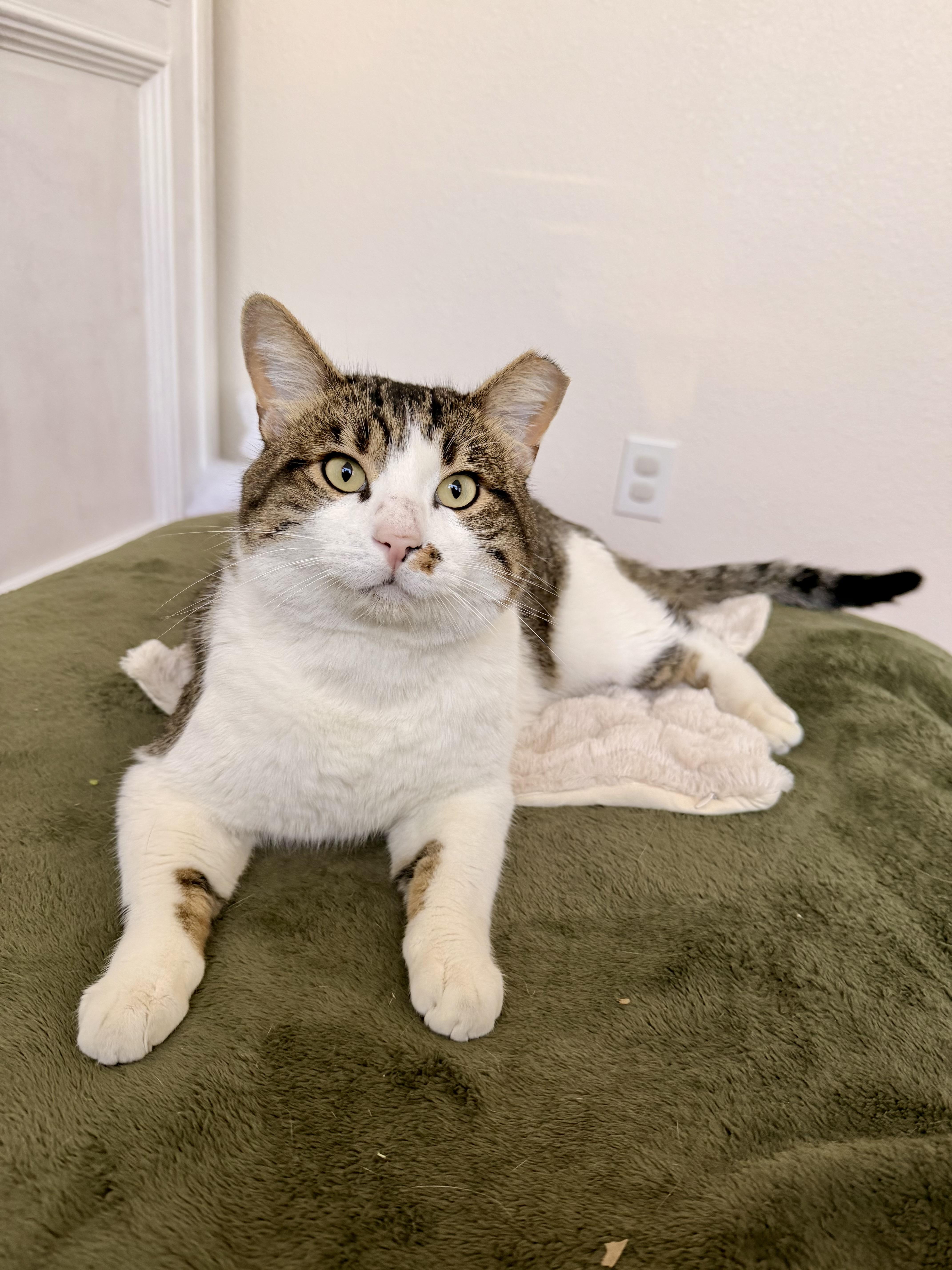 Enlarge Luca, a Adoptable mixed breed in Phoenix, AZ image 5/6