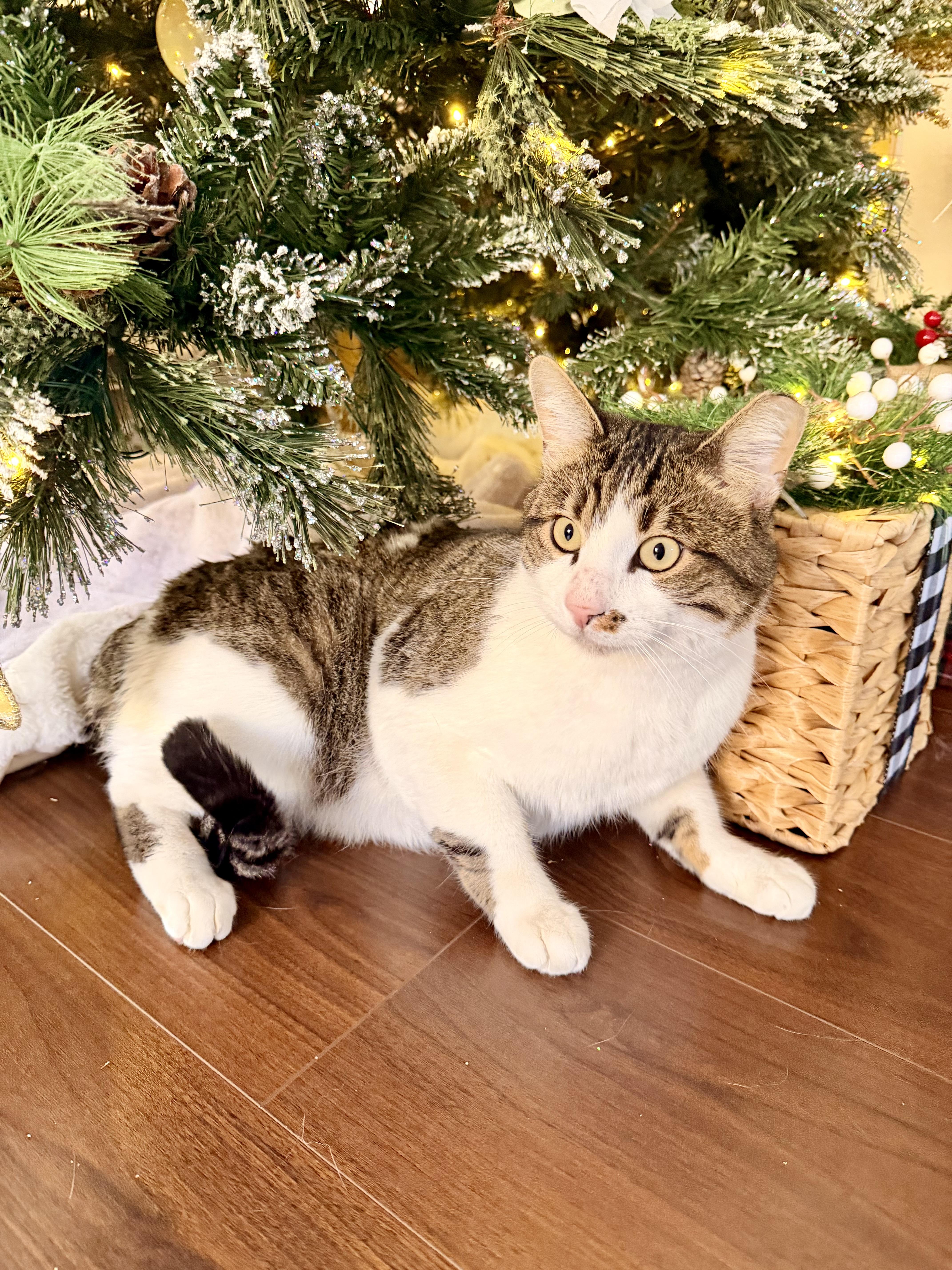 Enlarge Luca, a Adoptable mixed breed in Phoenix, AZ image 6/6