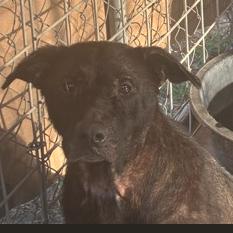 Enlarge Arial, a Adoptable mixed breed in Austin, TX image 1/6