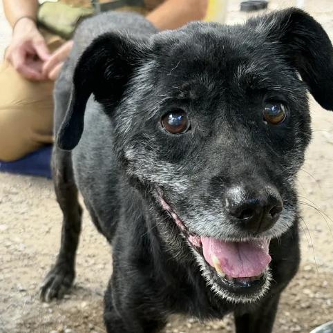 Enlarge Arial, a Adoptable mixed breed in Austin, TX image 2/6