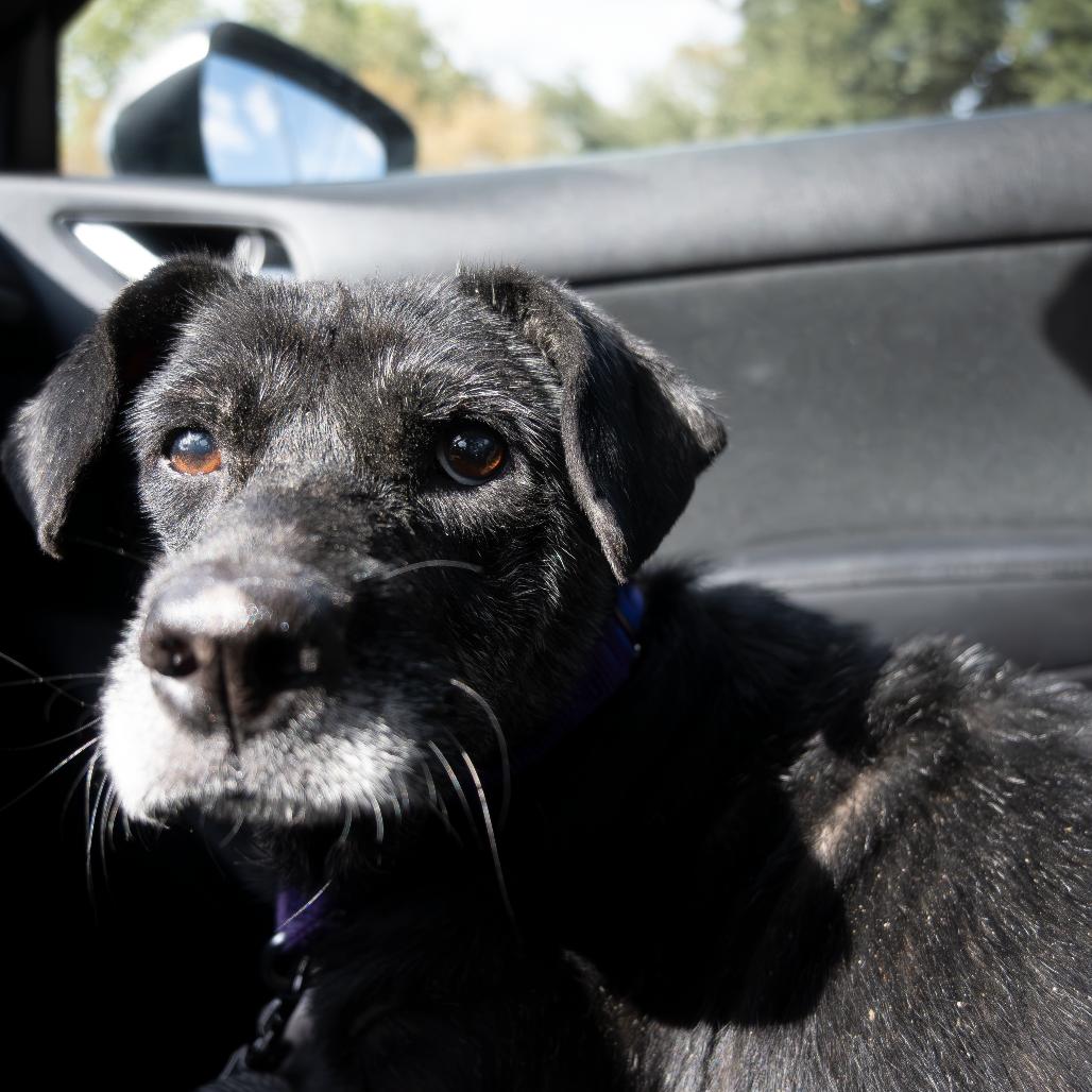 Enlarge Arial, a Adoptable mixed breed in Austin, TX image 3/6
