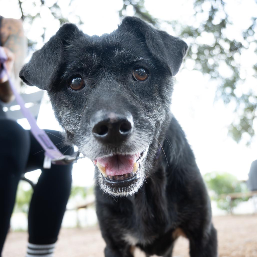 Enlarge Arial, a Adoptable mixed breed in Austin, TX image 4/6