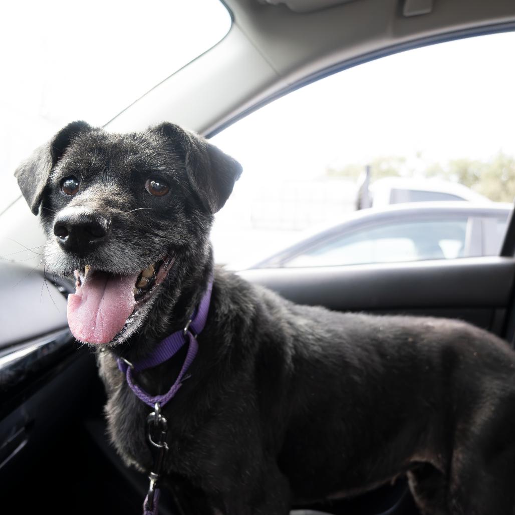 Enlarge Arial, a Adoptable mixed breed in Austin, TX image 5/6
