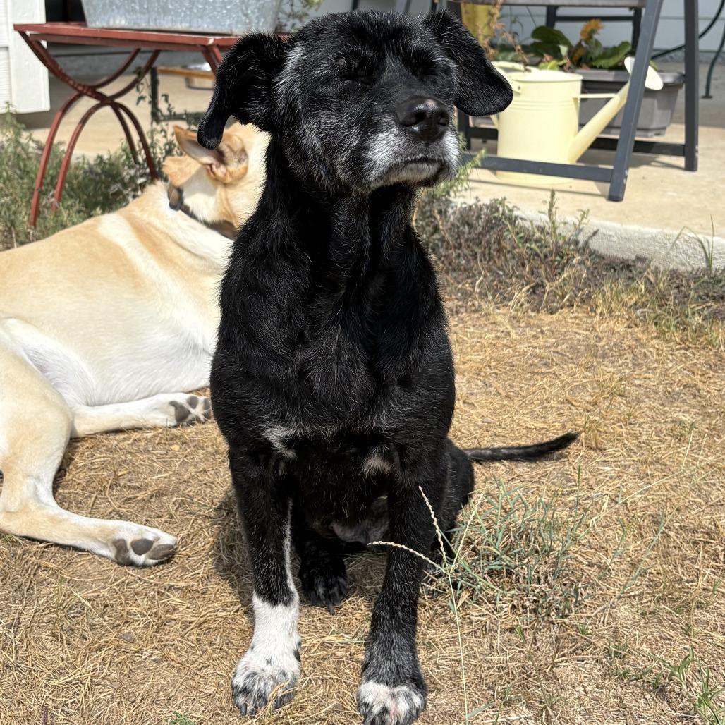 Enlarge Arial, a Adoptable mixed breed in Austin, TX image 6/6