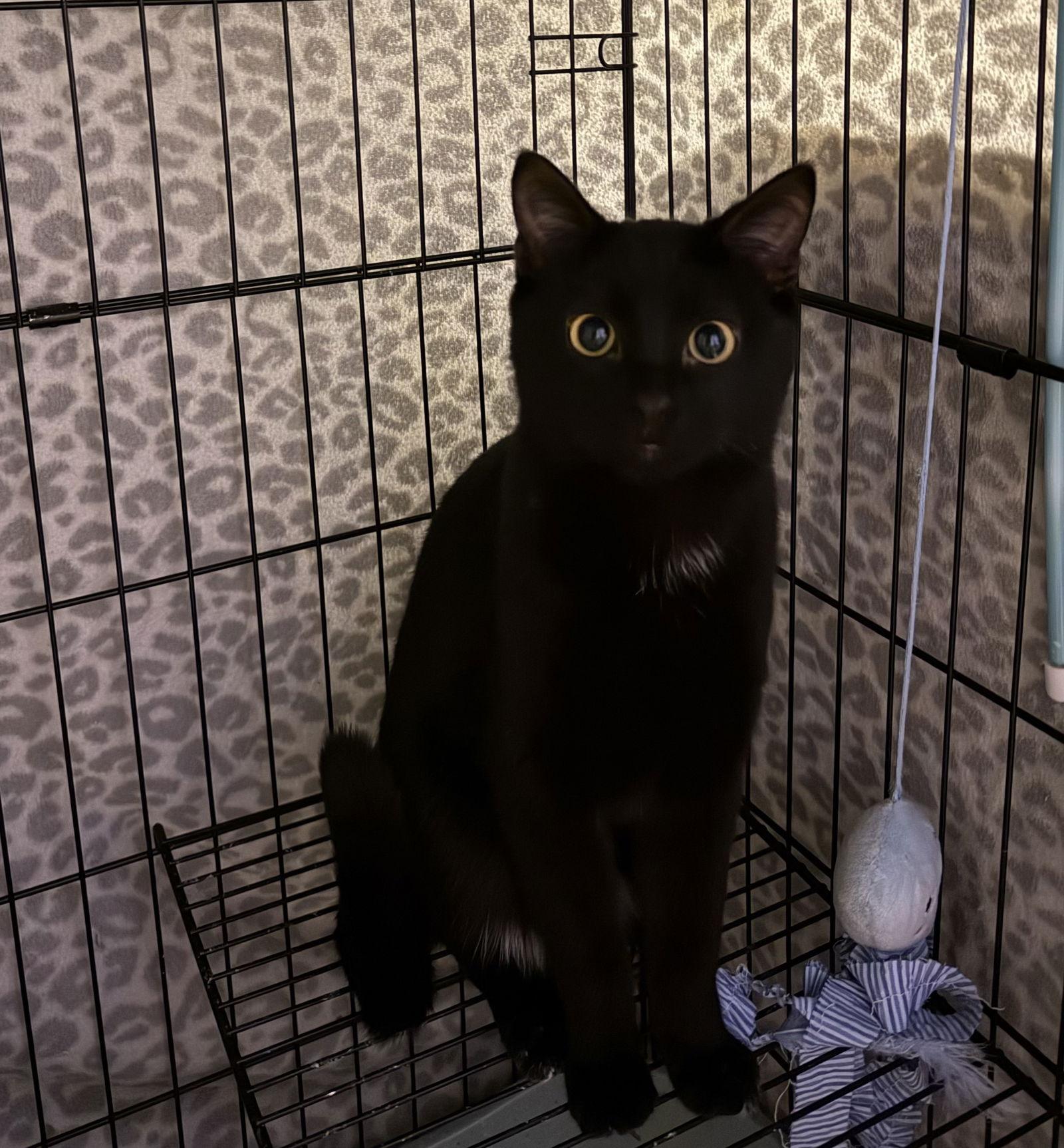 Dynamite, a Adoptable Domestic Short Hair in Island Lake, IL image 1/3