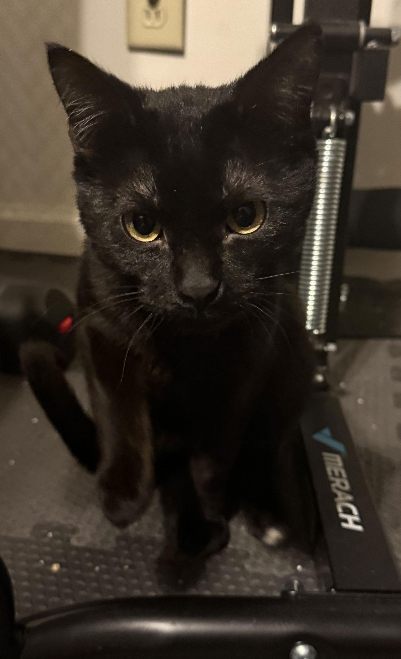Dynamite, a Adoptable Domestic Short Hair in Island Lake, IL image 2/3