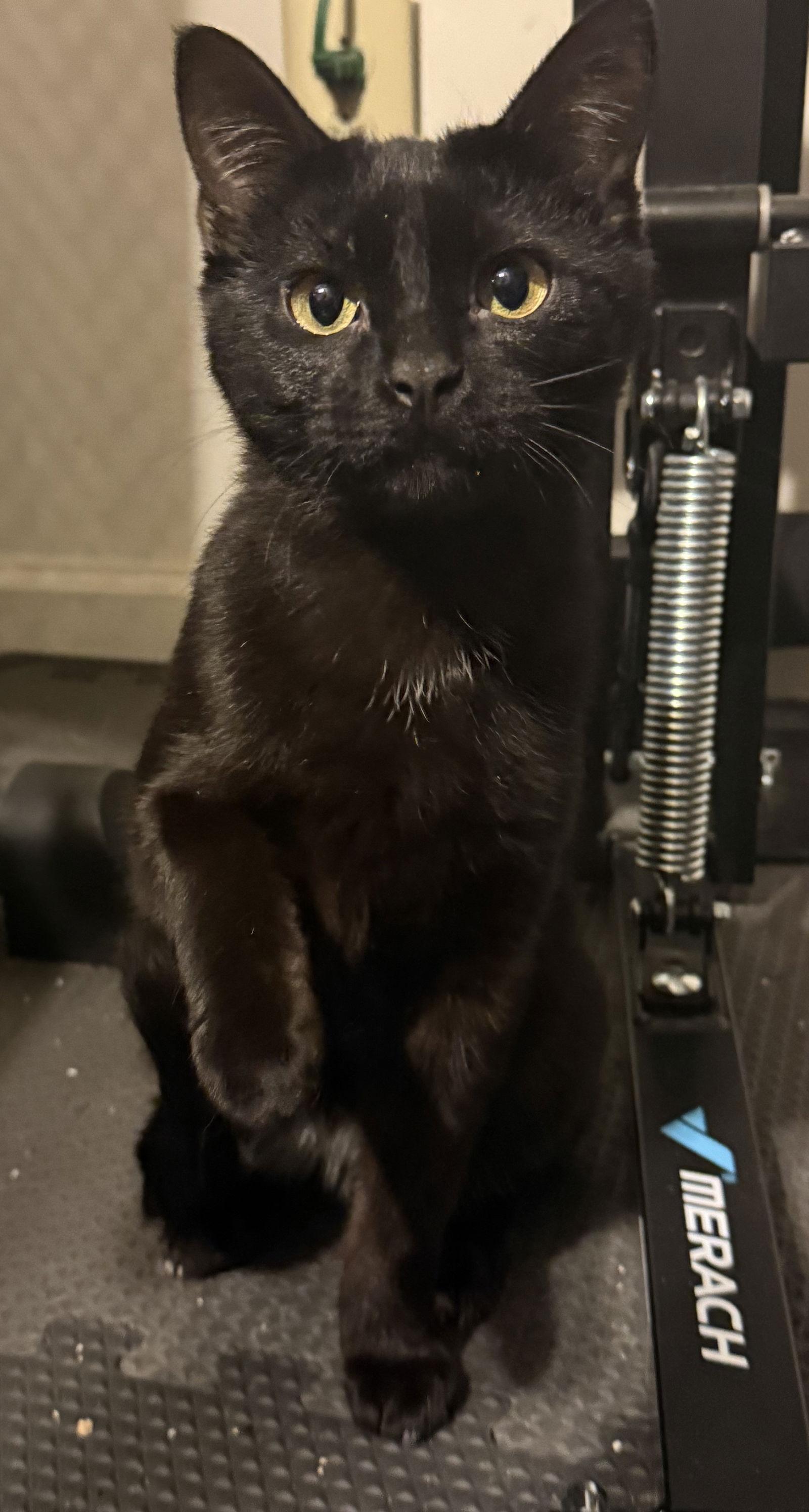 Dynamite, a Adoptable Domestic Short Hair in Island Lake, IL image 3/3