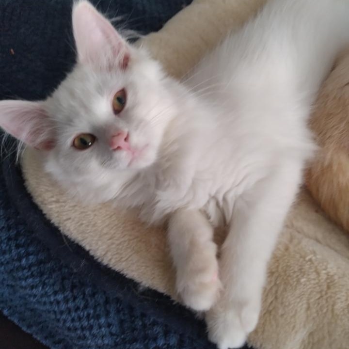 Enlarge Coda (m) and Moxie (f) DMH white, a Adoptable Domestic Medium Hair in Ottawa, ON image 2/6