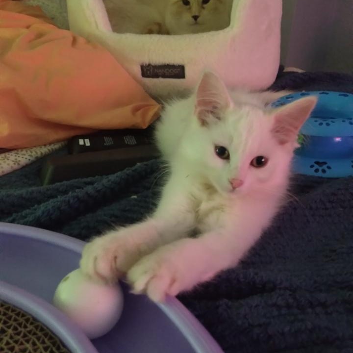 Enlarge Coda (m) and Moxie (f) DMH white, a Adoptable Domestic Medium Hair in Ottawa, ON image 6/6
