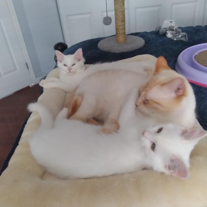 Enlarge Coda (m) and Moxie (f) DMH white, a Adoptable Domestic Medium Hair in Ottawa, ON image 5/6