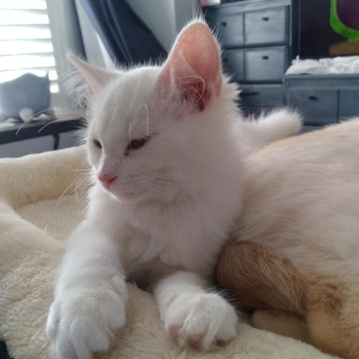 Enlarge Coda (m) and Moxie (f) DMH white, a Adoptable Domestic Medium Hair in Ottawa, ON image 4/6