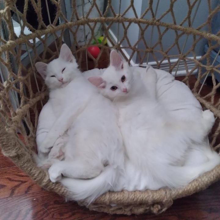 Enlarge Coda (m) and Moxie (f) DMH white, a Adoptable Domestic Medium Hair in Ottawa, ON image 1/6