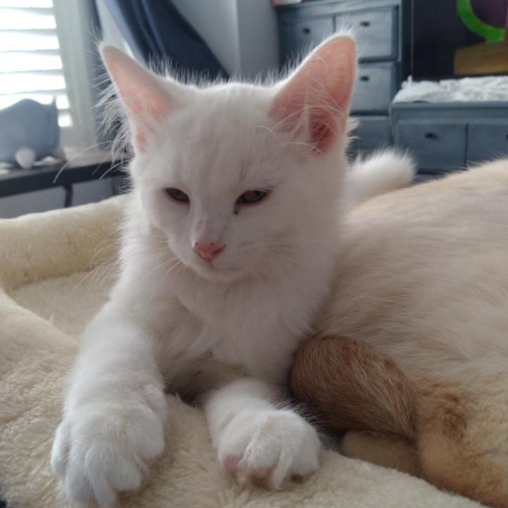 Enlarge Coda (m) and Moxie (f) DMH white, a Adoptable Domestic Medium Hair in Ottawa, ON image 3/6