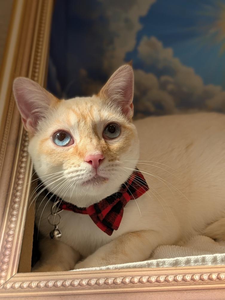 Mac, Adoptable, Young Male Siamese & Domestic Short Hair.