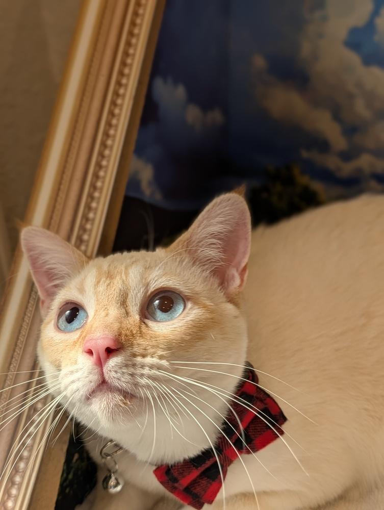 Mac, a Adoptable mixed breed in Fremont, CA image 3/5