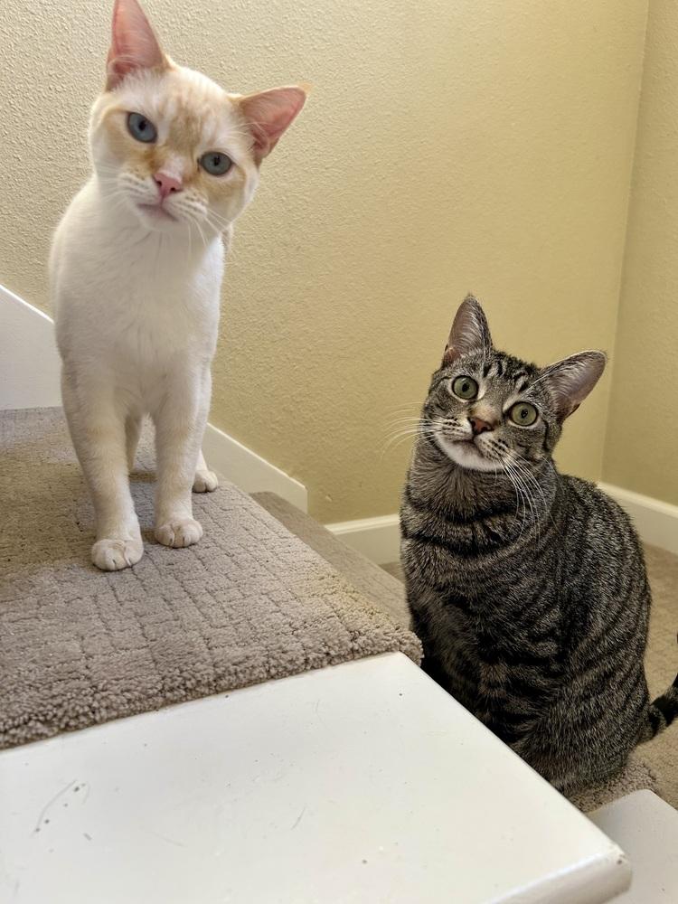 Mac, a Adoptable mixed breed in Fremont, CA image 4/5