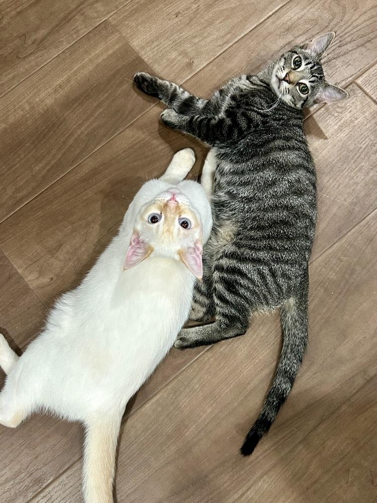 Mac, a Adoptable mixed breed in Fremont, CA image 5/5