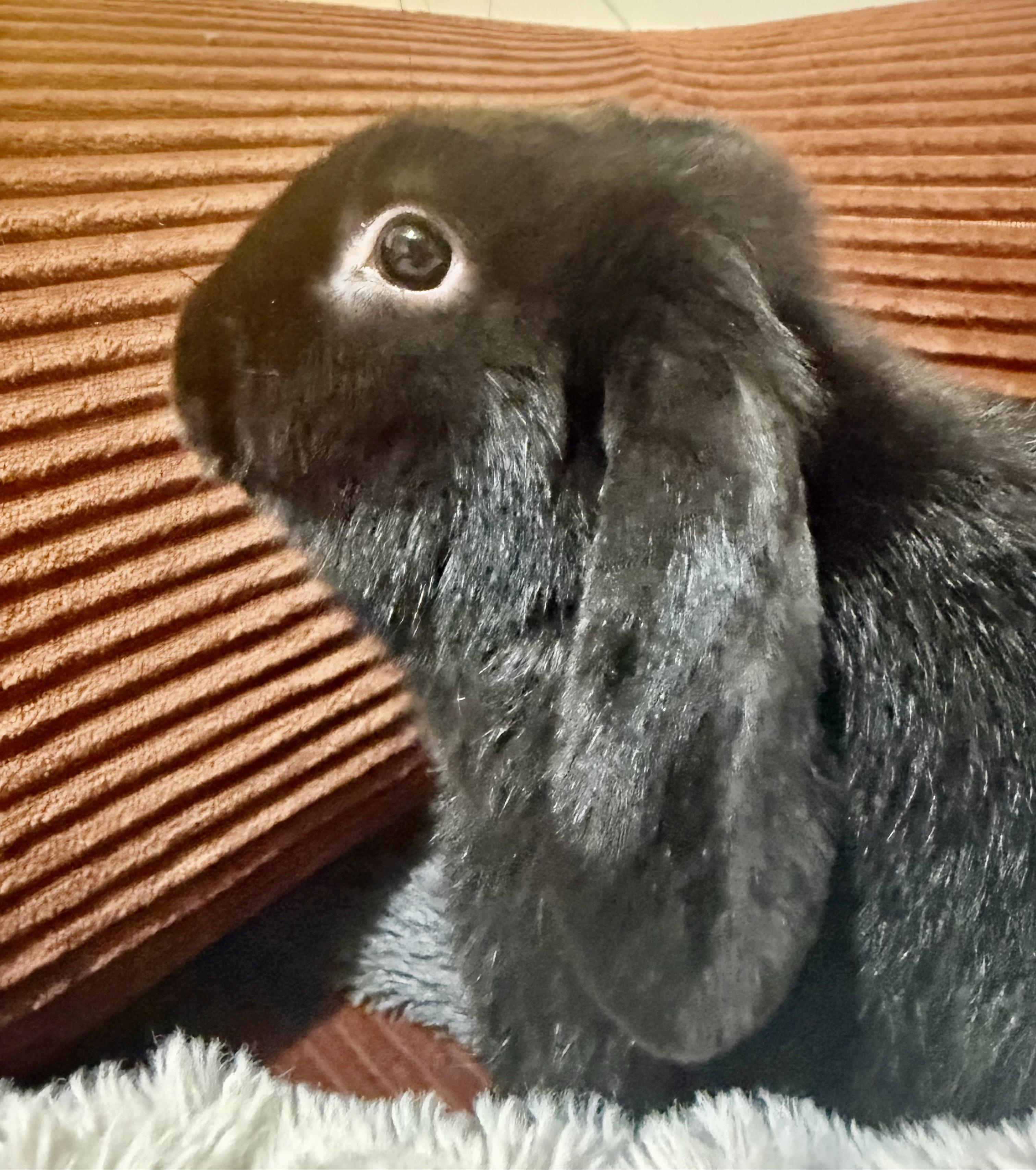 Onyx, ADOPTABLE, Young Male American Fuzzy Lop.