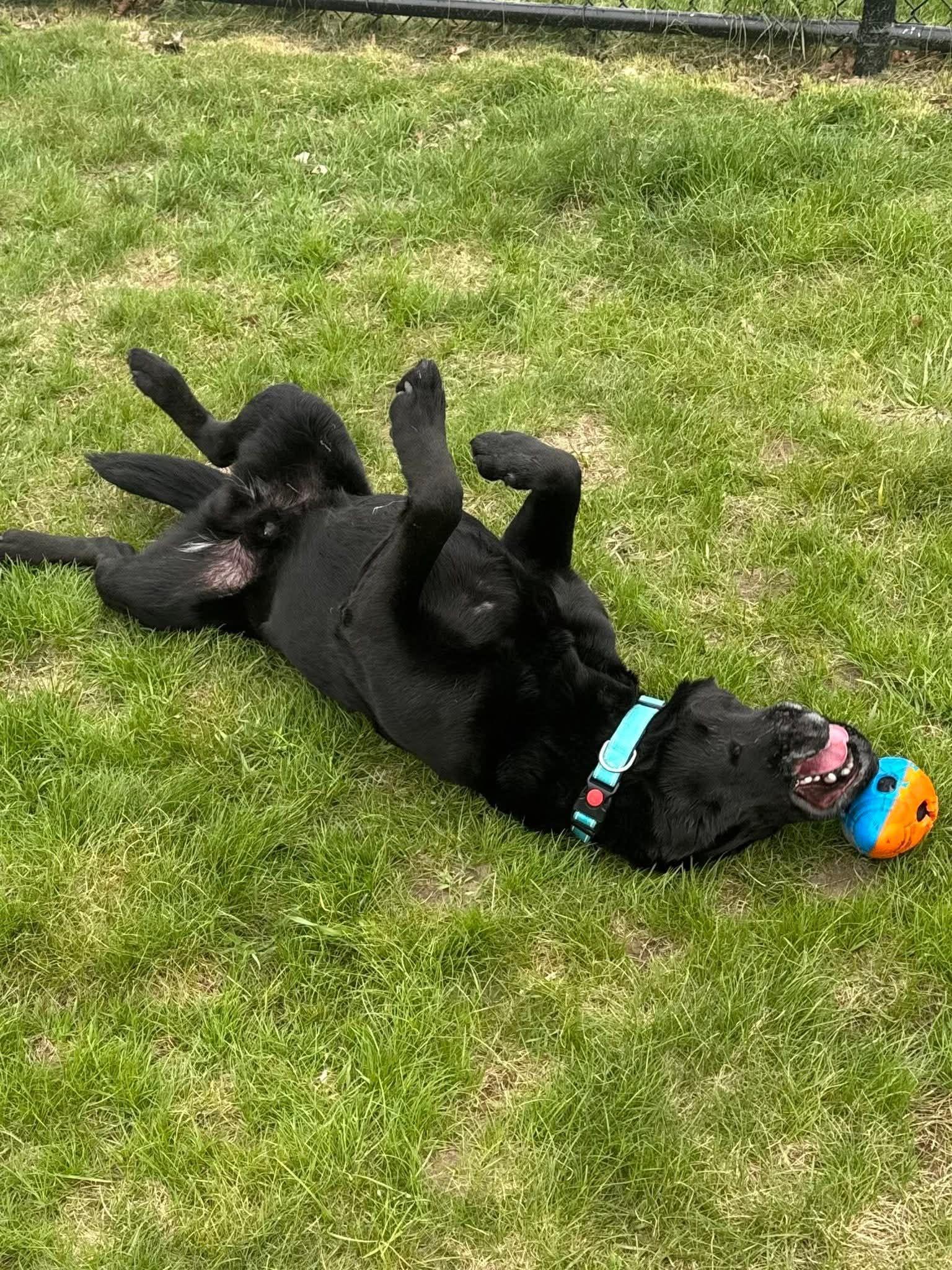 Enlarge Poncho, a ADOPTABLE Black Labrador Retriever in Shelby, MI image 2/4