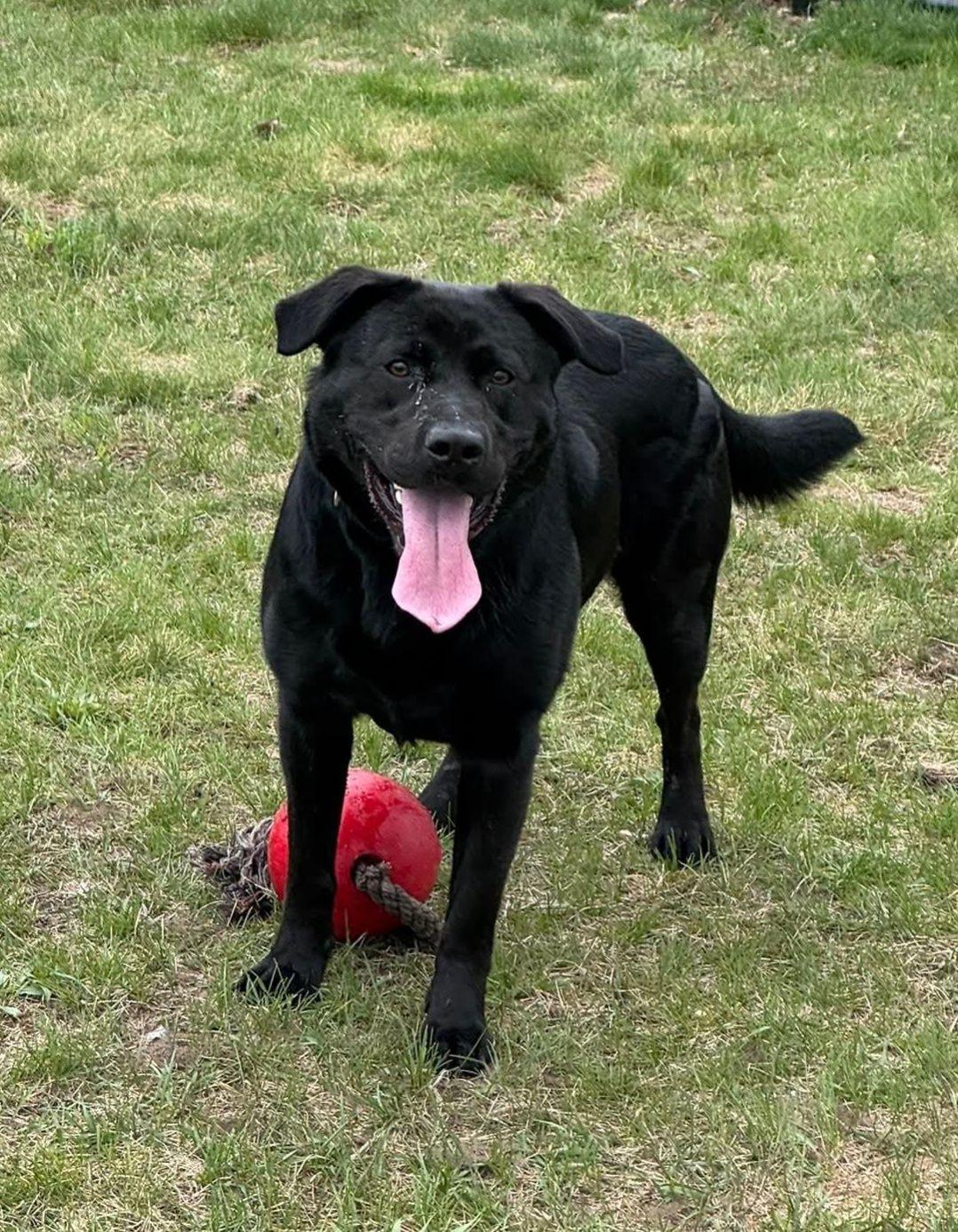 Enlarge Poncho, a ADOPTABLE Black Labrador Retriever in Shelby, MI image 1/4