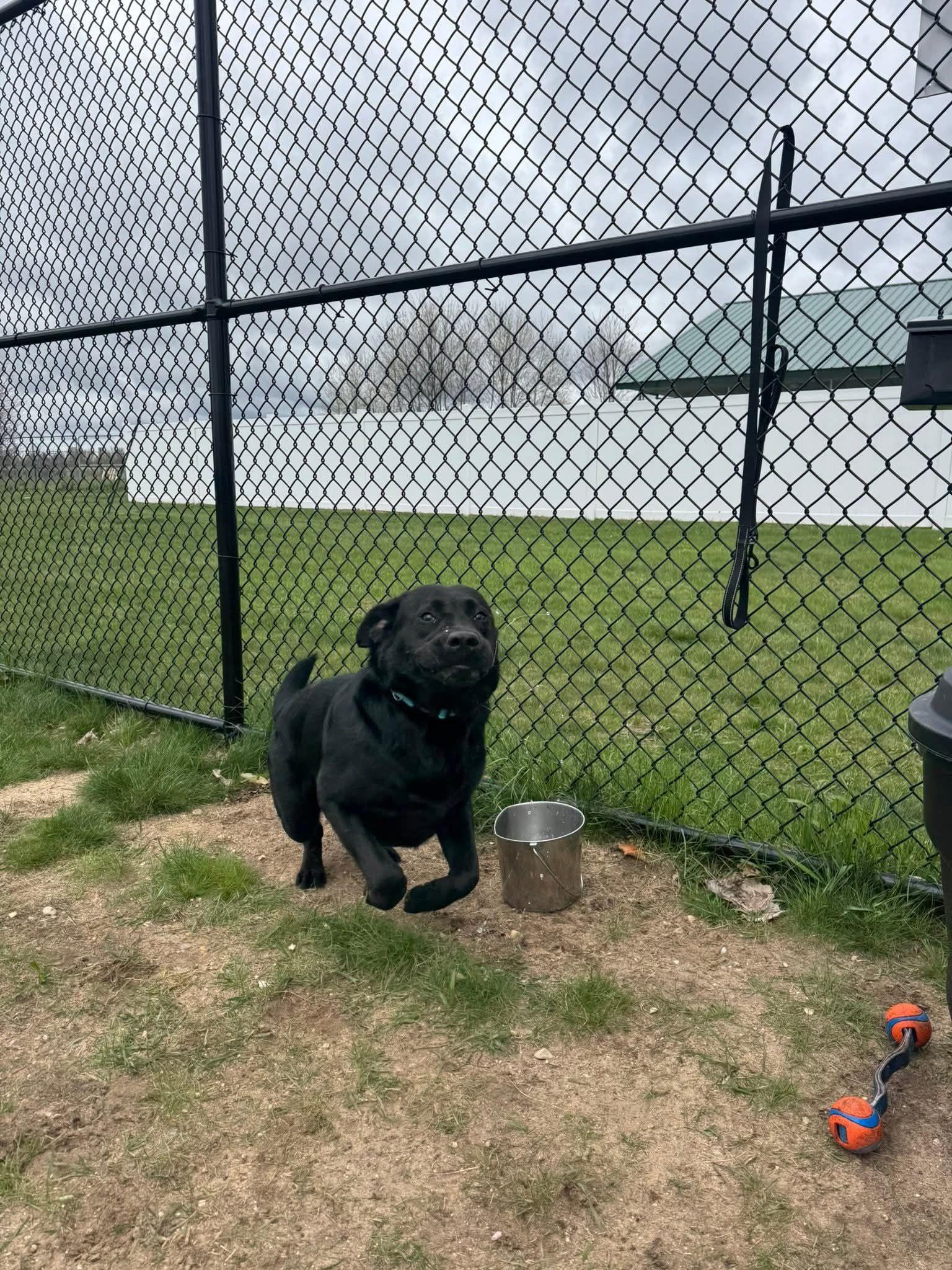 Enlarge Poncho, a ADOPTABLE Black Labrador Retriever in Shelby, MI image 4/4