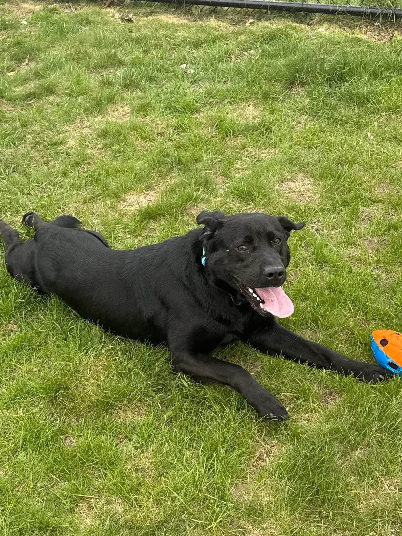 Enlarge Poncho, a ADOPTABLE Black Labrador Retriever in Shelby, MI image 3/4