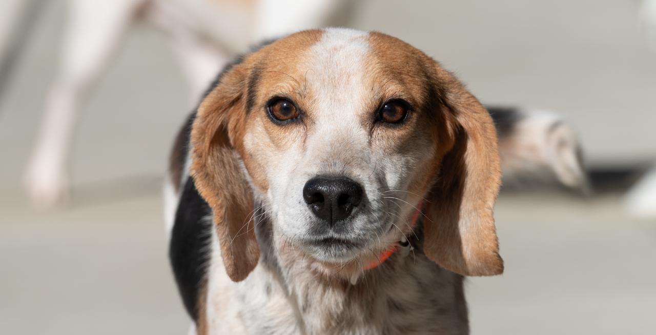 Enlarge Chase, a ADOPTABLE mixed breed in Oswego, IL image 1/5