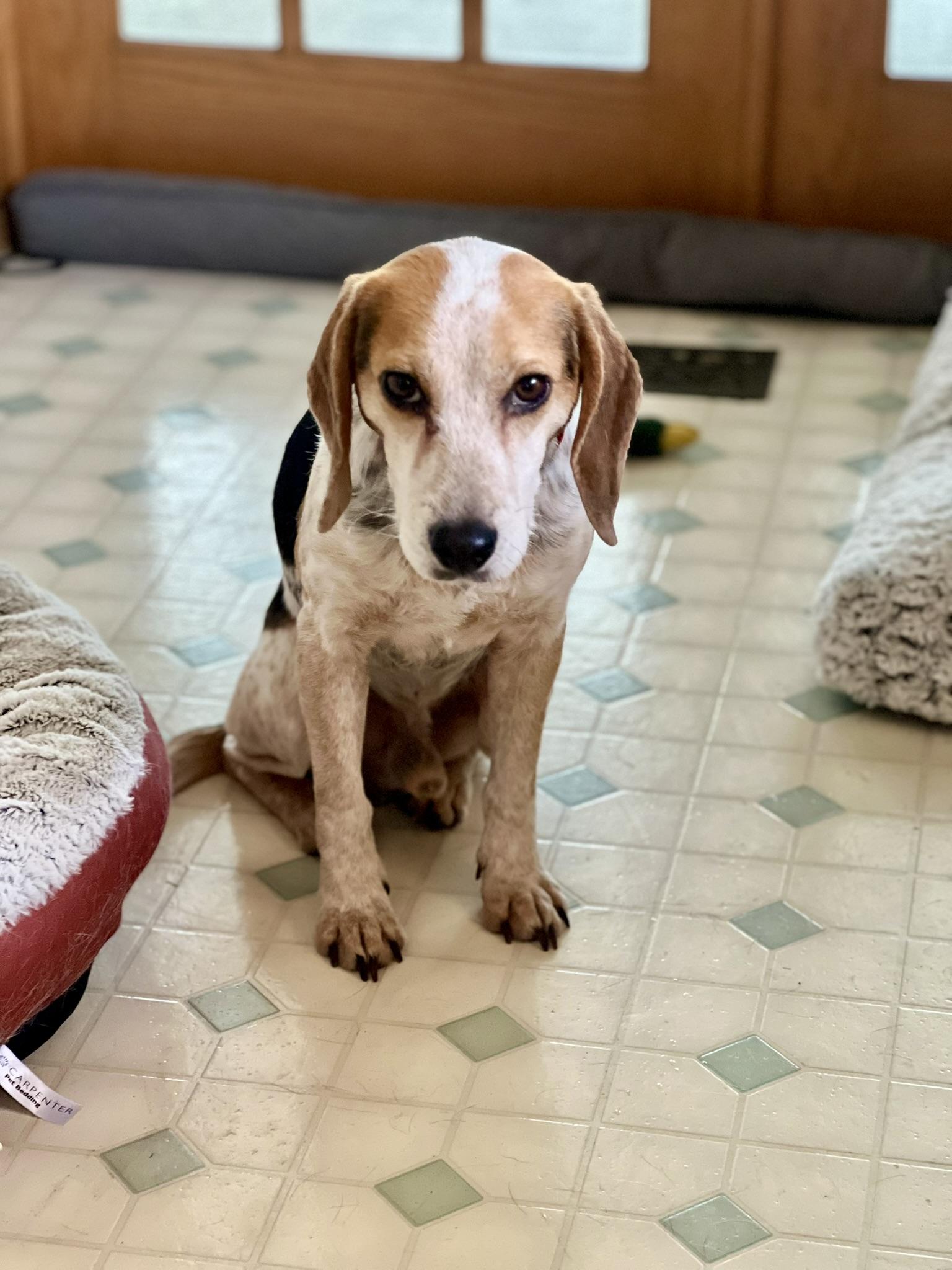 Enlarge Chase, a ADOPTABLE mixed breed in Oswego, IL image 5/5