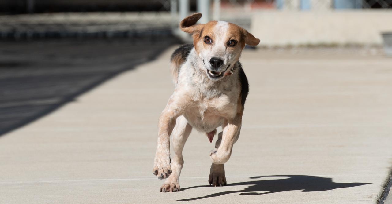 Enlarge Chase, a ADOPTABLE mixed breed in Oswego, IL image 3/5