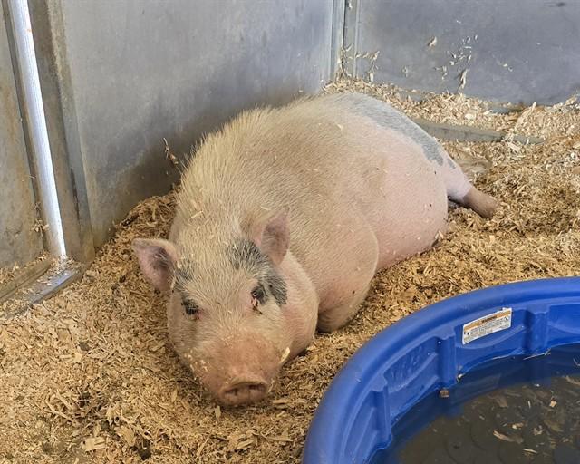 TEXAS, Adoptable, Adult Male Pig.