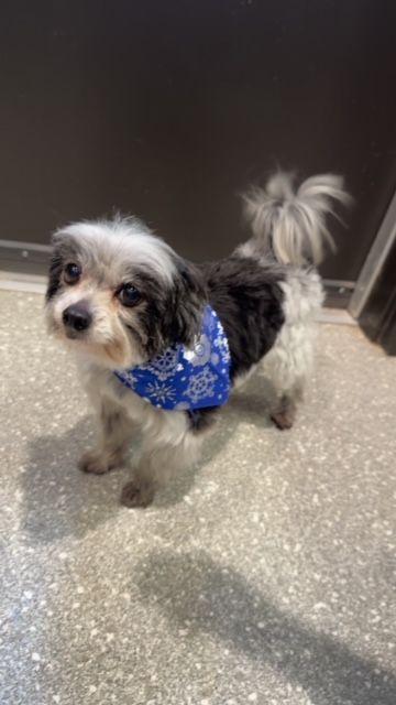 Cortez, ADOPTABLE, Adult Male Maltese.