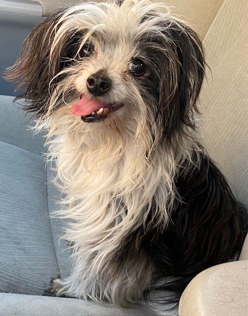 Enlarge Cortez, a ADOPTABLE mixed breed in Dripping Springs, TX image 2/3