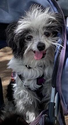 Cortez, a ADOPTABLE mixed breed in Dripping Springs, TX image 5/5